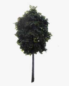 Small Tree Png, Transparent Png, Transparent PNG
