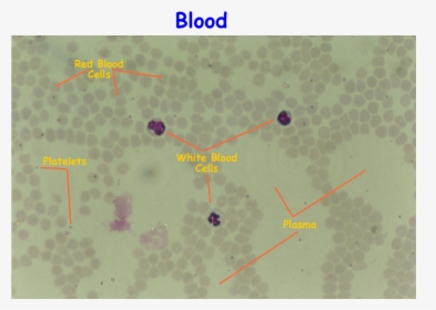 Blood Smear Png, Transparent Png, Transparent PNG
