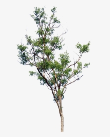 Little Tree Png, Transparent Png, Transparent PNG