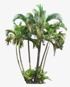 Small Palm Tree Png, Transparent Png, Transparent PNG