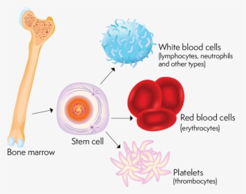 Image Showing How Bone Marrow Produces Stem Cells That, HD Png Download, Transparent PNG
