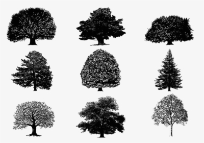 Tree Silhouette Download, HD Png Download, Transparent PNG