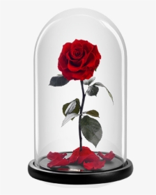 The Bella Rose, HD Png Download, Transparent PNG