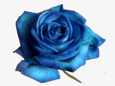 Blue Rose Desktop Wallpaper Flower, HD Png Download, Transparent PNG