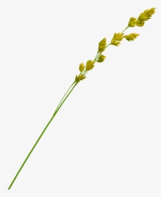 Straw Png, Transparent Png, Transparent PNG