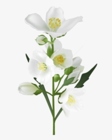 Real Flowers Png, Transparent Png, Transparent PNG