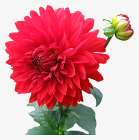 Png Of Flowers, Transparent Png, Transparent PNG