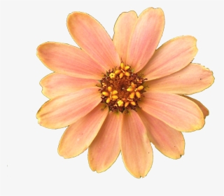 Peach Flower Png, Transparent Png, Transparent PNG
