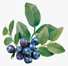 Blueberries Png Image, Transparent Png, Transparent PNG