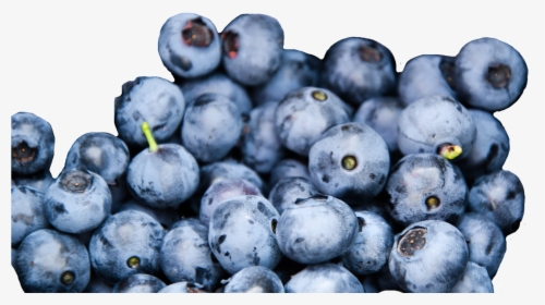 Wild Blueberries, Credit, HD Png Download, Transparent PNG