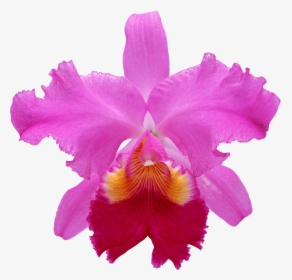 Orchids, HD Png Download, Transparent PNG