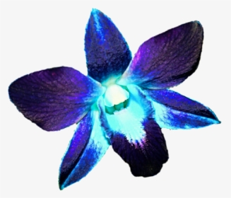 Purple Orchid, Png V, Transparent Png, Transparent PNG