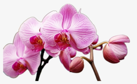 1 Photos, Orchids, E-3591921390, HD Png Download, Transparent PNG