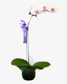 Orchid Png, Transparent Png, Transparent PNG