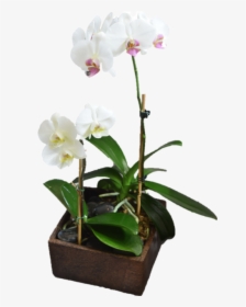 Contemporary Orchid Planter, HD Png Download, Transparent PNG