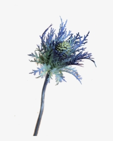 Blue Thistle Flowers Png Free Download, Transparent Png, Transparent PNG