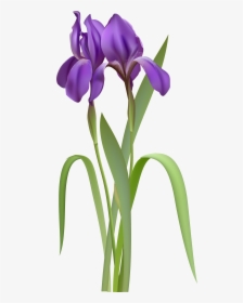Iris Spring Flower Png Clipar, Transparent Png, Transparent PNG
