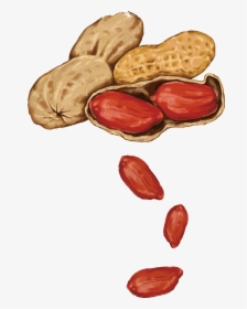Peanut Almond Drawing, HD Png Download, Transparent PNG