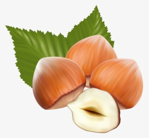 Nut Clipart Hazelnut, HD Png Download, Transparent PNG