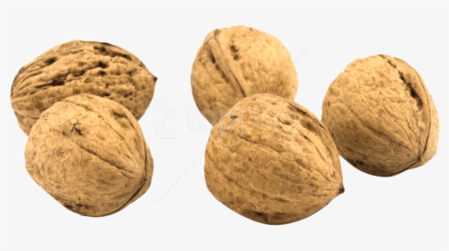 Nut,walnut,nuts &, HD Png Download, Transparent PNG