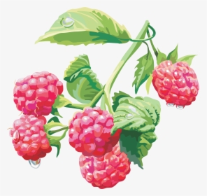 Best Free Raspberry Icon, HD Png Download, Transparent PNG