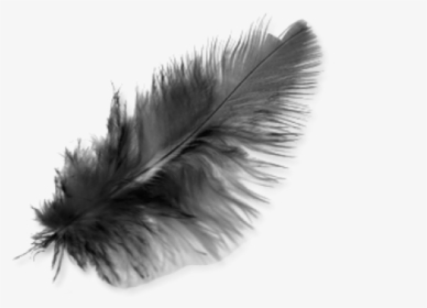 Feather Black Png Transparent Image, Png Download, Transparent PNG