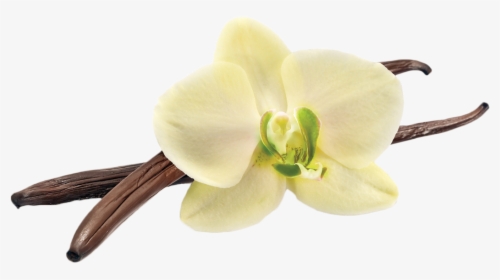 Vanilla Bean Png, Transparent Png, Transparent PNG