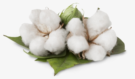 Benefits Of Cotton Plant , Png Download, Transparent Png, Transparent PNG