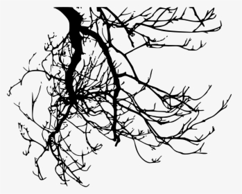 Transparent Tree Branch Clipart Black And White, HD Png Download, Transparent PNG