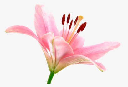 Pink Lily Png Transparent Image, Png Download, Transparent PNG