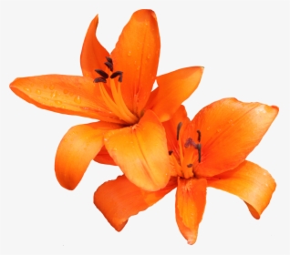 Download Lily Png Photo, Transparent Png, Transparent PNG