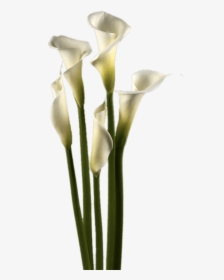 White Calla Lilies, HD Png Download, Transparent PNG