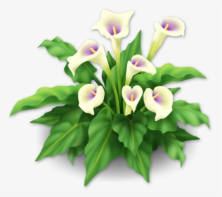White Lilies, HD Png Download, Transparent PNG