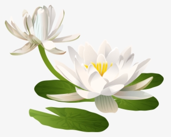 Water Lily Png Clip Art Image, Transparent Png, Transparent PNG