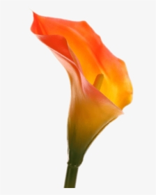 Orange Calla Lily, HD Png Download, Transparent PNG
