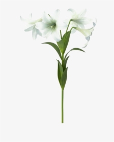 Lily Png Background Image, Transparent Png, Transparent PNG