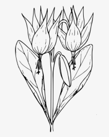Trout Lily Clip Arts, HD Png Download, Transparent PNG
