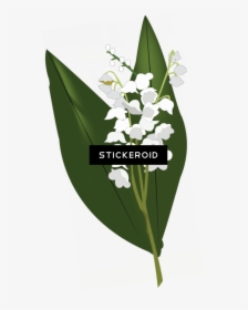 Lily Of The Valley Hd Flowers Nature, HD Png Download, Transparent PNG