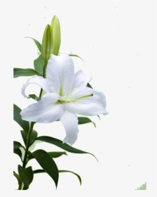 This Product Design Is Hd Lily Flower Free Illustration, HD Png Download, Transparent PNG