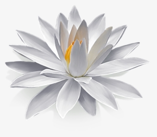 Lotus Flower Png, Transparent Png, Transparent PNG