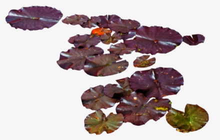 Transparent Water Lily Clipart, HD Png Download, Transparent PNG