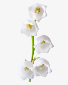 Lily Of The Valley Png Photos, Transparent Png, Transparent PNG