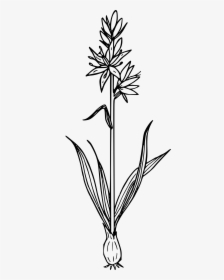 Camas Lily Clip Arts, HD Png Download, Transparent PNG