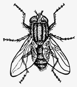 Housefly, House Fly, Fly, Animal, Biology, Entomology, HD Png Download, Transparent PNG