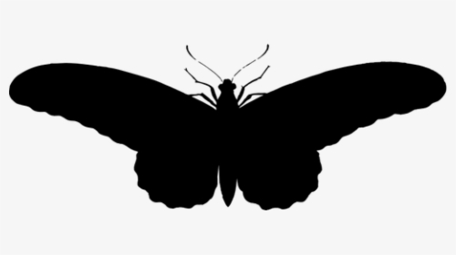 Vintage Butterfly Illustration Silhouette, HD Png Download, Transparent PNG