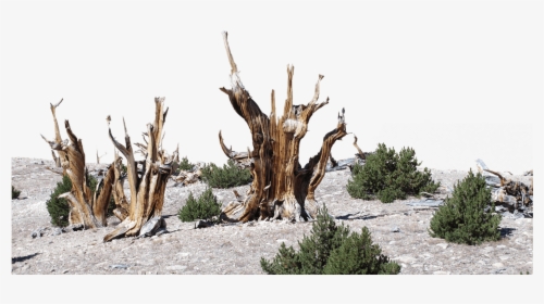 Dead Bristlecone Pines Stand Among Limber Pine Trees, HD Png Download, Transparent PNG