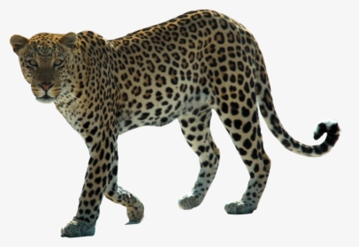 Snow Leopard Arabian Leopard African Leopard Felidae, HD Png Download, Transparent PNG