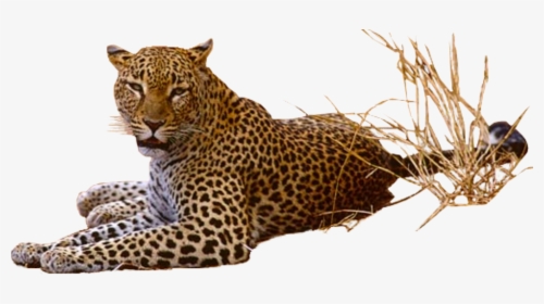 Download Leopard Png Pic, Transparent Png, Transparent PNG