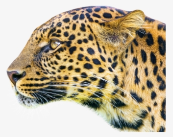 Leopard Png Image, Transparent Png, Transparent PNG