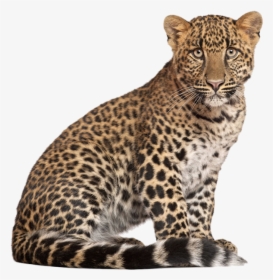 Leopard Png, Transparent Png, Transparent PNG